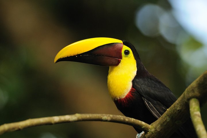 Bird Watching Arenal Oasis - Photo 1 of 14